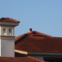 Bald Eagle on the Roof